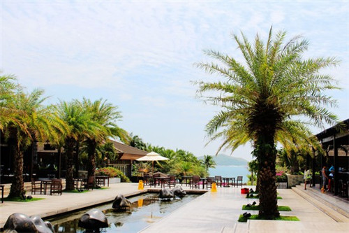 鹿舌炒茶树菇可以吃吗有毒吗（鹿舌菜的吃法）